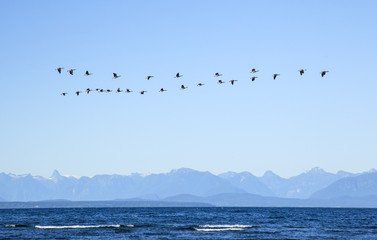Wildgänse © Friedberg