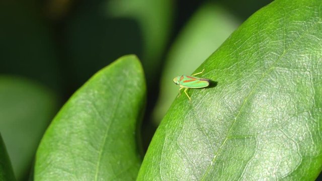 Video clip of a rhododendron leafhopper on a leaf zooming in and panning as it moves down and out of the frame