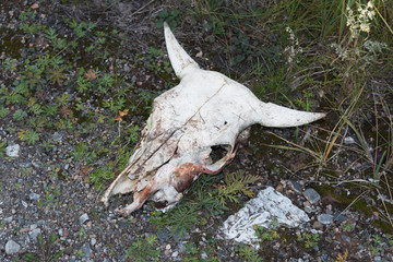 animal cow skull on grass