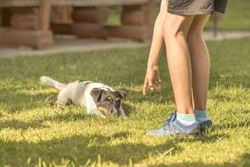 obedient jack russell 