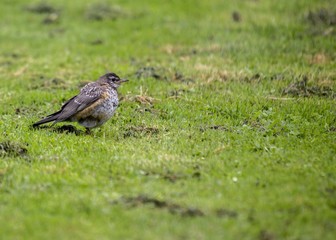 Obraz premium American Robin (Turdus migratorius)