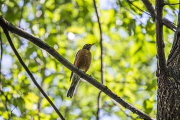 American Robin (Turdus migratorius)