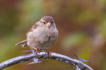 House sparrow perched on a tree branch.