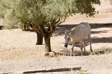 horses on a farm respectful