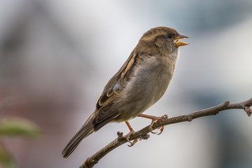 House sparrow perched on a tree branch.