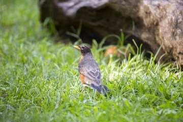 American Robin (Turdus migratorius)