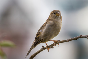 House sparrow perched on a tree branch.