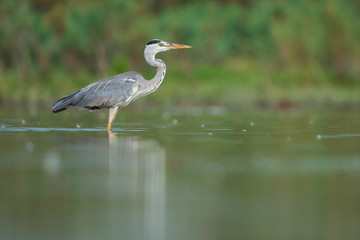 Grey heron (Ardea cinerea)