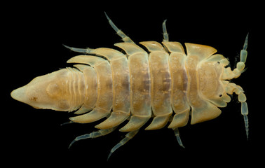 Saduria entomon is a benthic isopod crustacean of the family Chaetiliidae