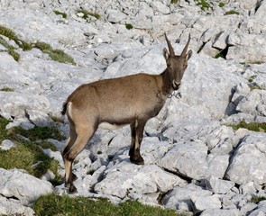 Chamois in Julian Alps in Slovenia