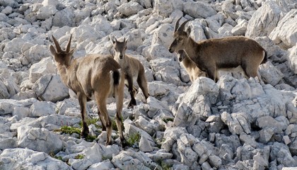 herd of chamoises in Julian Alps in Slovenia