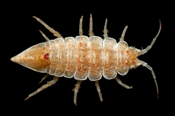 Synidotea nodulosa - inhabitant of the Kara Sea