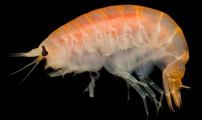 Amphipoda from Kara sea - Inhabitant of the Arctic Ocean