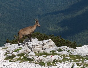 mountain goat in Julian Alps in Slovenia