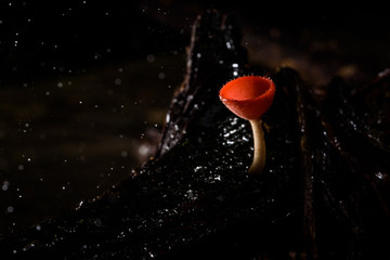 beautiful fungi cup in rain forest