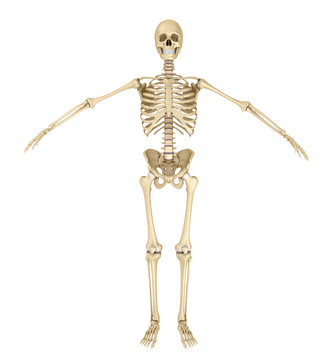 Human skeleton isolated , Medically accurate 3d illustration .