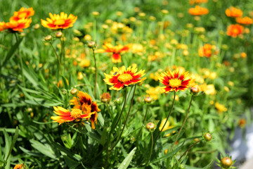 Bee on Coreopsis