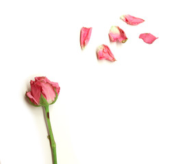 Dried rose isolated on white