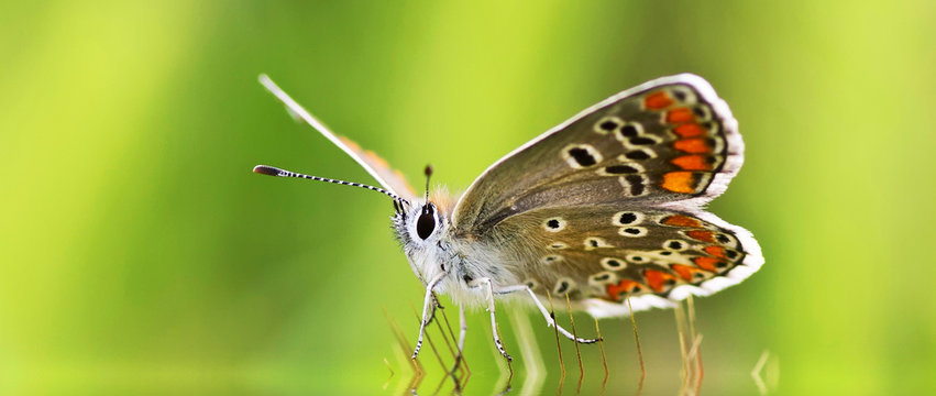 Mariposa En El Campo 