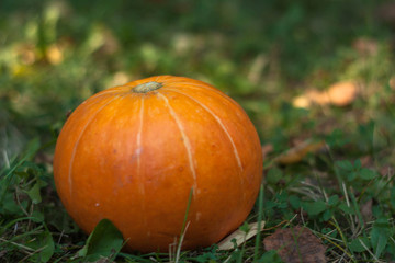 pumpkin on the grass