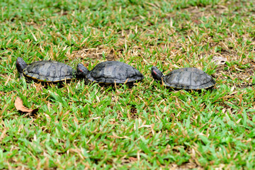 Turtles