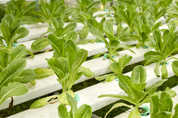 vegetables hydroponics farm