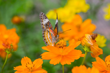 Yellow Butterfly catch on yellow Cosmos flowers.