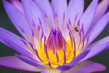 beautiful lotus flower, water lily in Thailand.