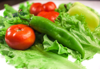 Fresh organic vegetables. Autumn vegetables. Harvesting. Ingredients for the salad. Lettuce, tomatoes, cucumbers, zucchini, eggplant, peppers, chillies.