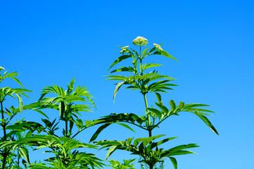 Pianta delle Apiaceae (Ombrellifere) con sfondo del cielo blu