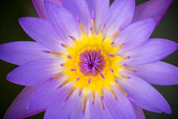 Obraz premium beautiful lotus flower, water lily in Thailand.
