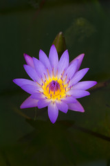 beautiful lotus flower, water lily in Thailand.