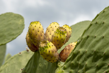 Prickly pears on a cactus plant
