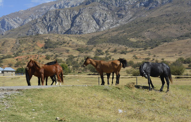 a herd of horses