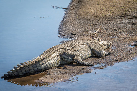 Crocodile sunbathing next to the water.