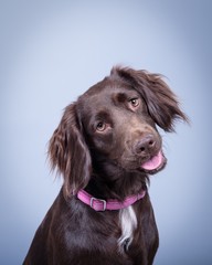 Dog on background. taken in a studio.