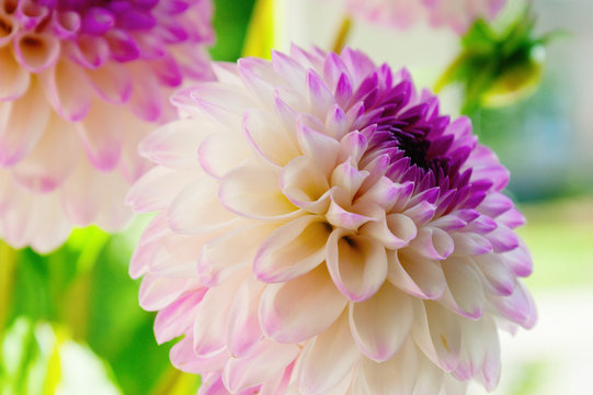 Photography of beautiful Dahlia Flower in late summer