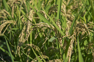Ears of rice in paddy field
