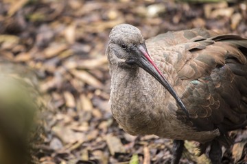Hadeda Ibis (Bostrychia hagedash)