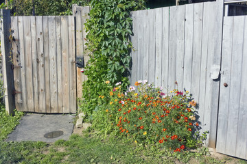 Obraz premium Orange marigolds and lianas of wild grapes