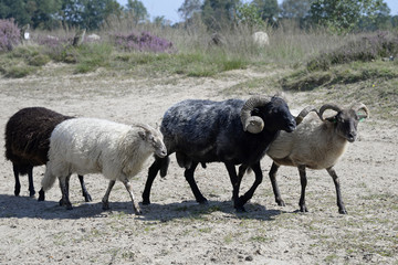 Plakat sheeps in a heather field