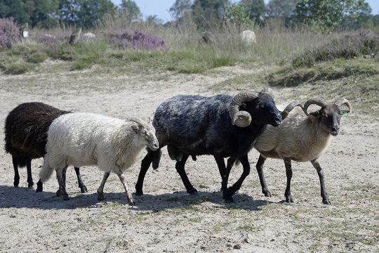 sheeps in a heather field