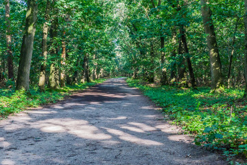 big endless forest sand road
