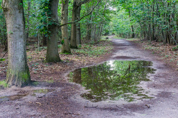 beautifull reflecting water puddle on a forest road