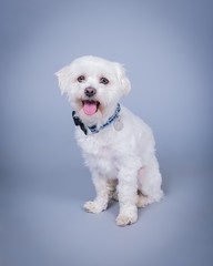 Dog on background. taken in a studio.