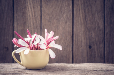 blooming and bud of plumeria flower in cup with old wood plank background in vintage color tone ( Plumeria rubra L., Apocynaceae. )