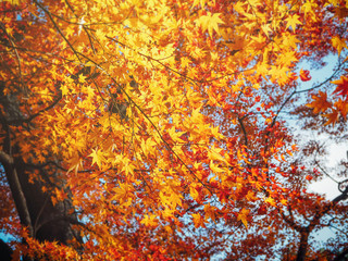 Yellow autumn leave in the forest in Japan for background