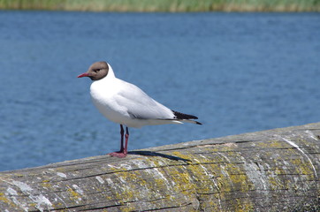 Lachmöwe