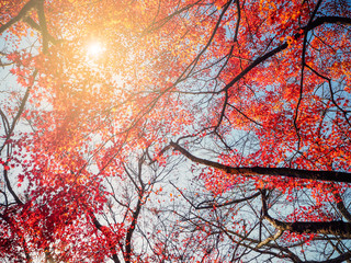 Blur vivid autumn natural background