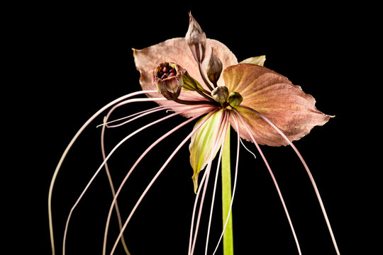 Bat flower (Black lily) on black background ( Tacca chantrieri Andre., Taccaceae )